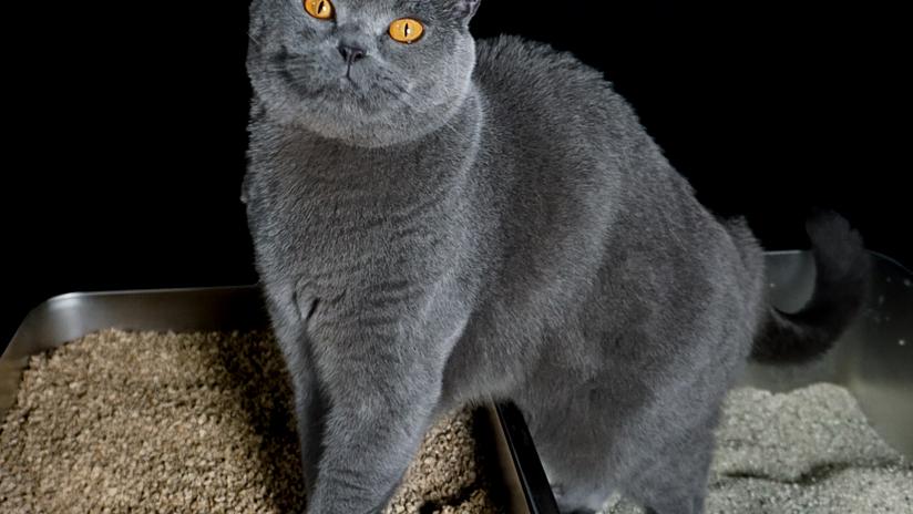 Wie die Umstellung auf pflanzliche Streu gelingt